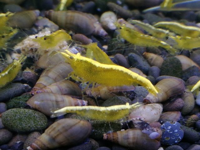 Yellow Fire Neon Garnelen (Neocaridina davidi) gelb 10 St. = 18€