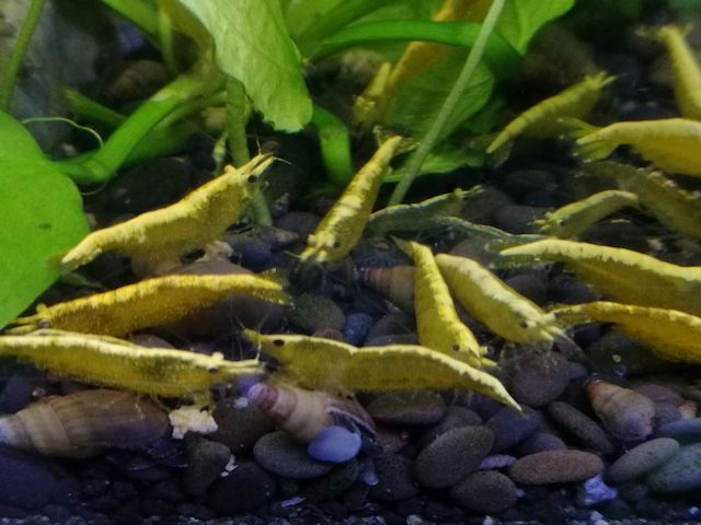 Yellow Fire Neon Garnelen (Neocaridina davidi) gelb 10 St. = 18€