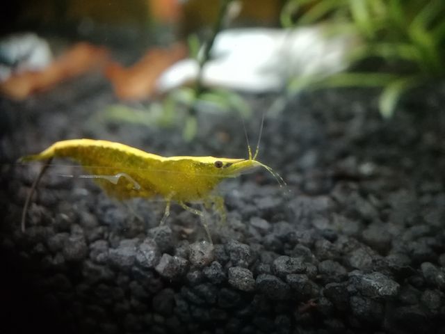 Yellow Fire Neon Garnelen (Neocaridina davidi) gelb 10 St. = 18€
