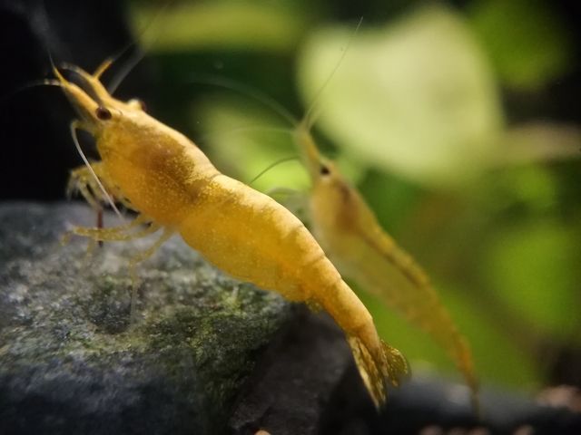 Yellow Fire Neon Garnelen (Neocaridina davidi) gelb 10 St. = 18€