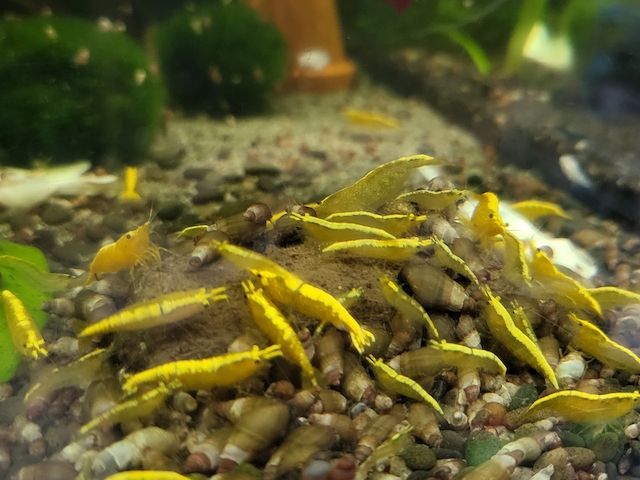 Yellow Fire Neon Garnelen (Neocaridina davidi) gelb 10 St. = 18€