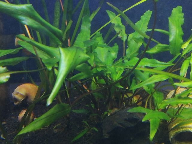Ableger Wasserkelch (Cryptocoryne), Versand möglich