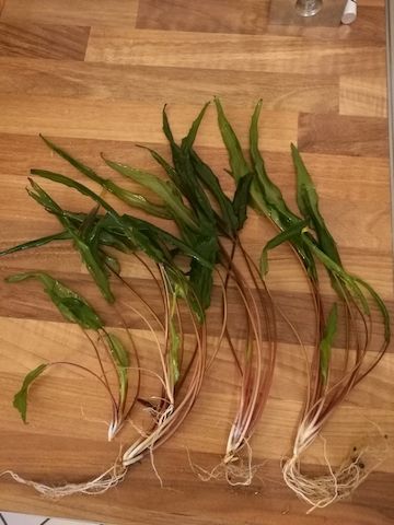 Ableger Wasserkelch (Cryptocoryne), Versand möglich
