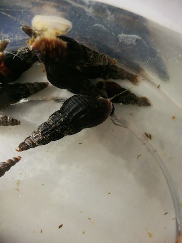 schwarze Turmdeckelschnecken Melanoides maculata 2 St. = 1€