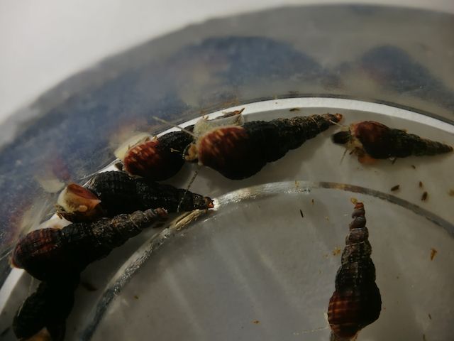 schwarze Turmdeckelschnecken Melanoides maculata 2 St. = 1€
