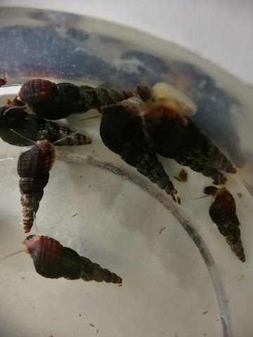 schwarze Turmdeckelschnecken Melanoides maculata 2 St. = 1€
