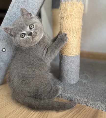 Wunderschöne Zuckersüße Bkh kitten