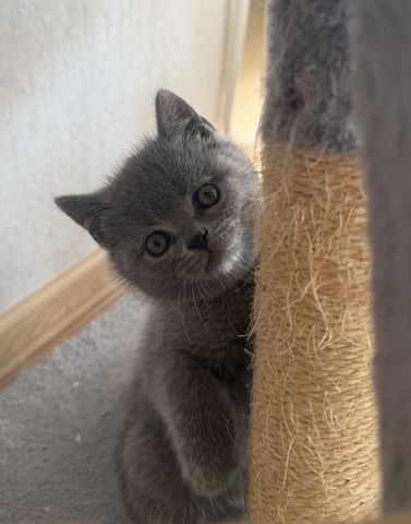 Wunderschöne Zuckersüße Bkh kitten