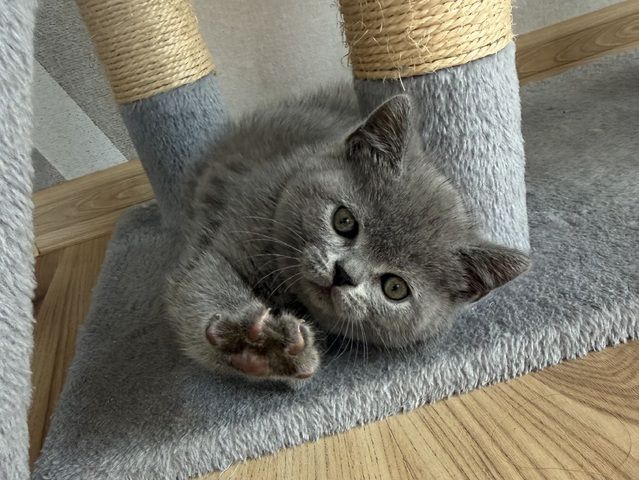 Wunderschöne Zuckersüße Bkh kitten