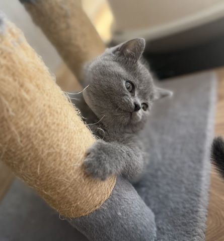 Wunderschöne Zuckersüße Bkh kitten