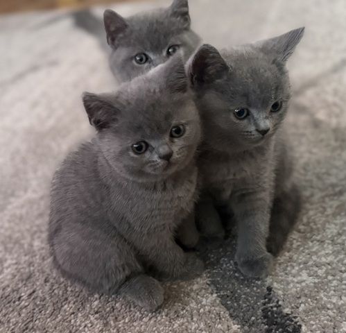 Wunderschöne Zuckersüße Bkh kitten
