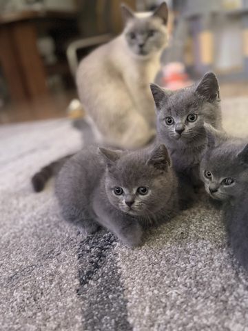 Wunderschöne Zuckersüße Bkh kitten