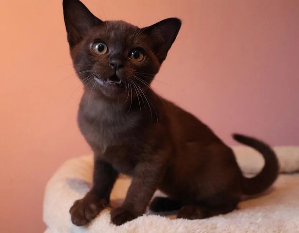 🐾 **Zauberhafte Burma-Kätzchen zu verkaufen** 🐾
