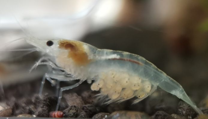 White Pearl Garnele (Neocaridina palmata) weiß 10 St = 15€