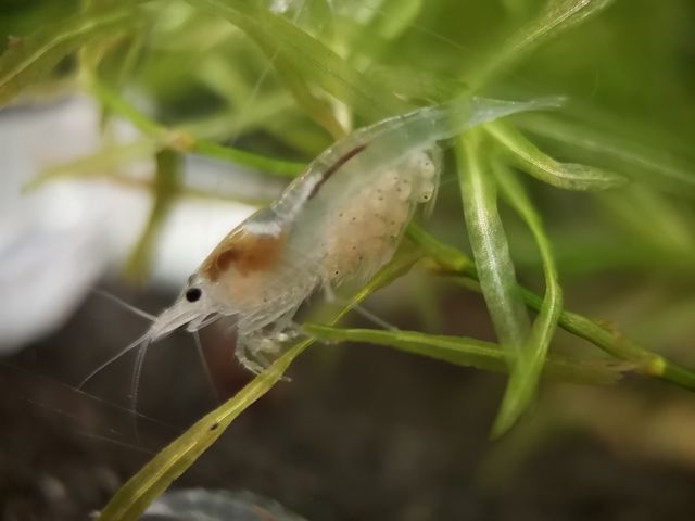 White Pearl Garnele (Neocaridina palmata) weiß 10 St = 15€
