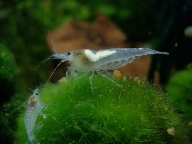 White Pearl Garnele (Neocaridina palmata) weiß 10 St = 15€