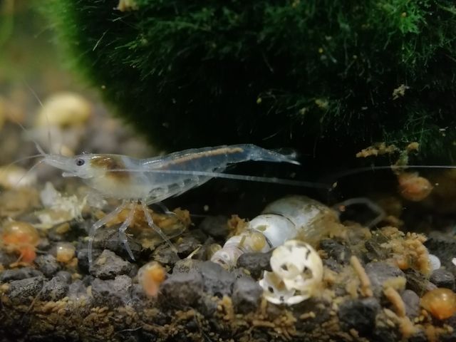White Pearl Garnele (Neocaridina palmata) weiß 10 St = 15€