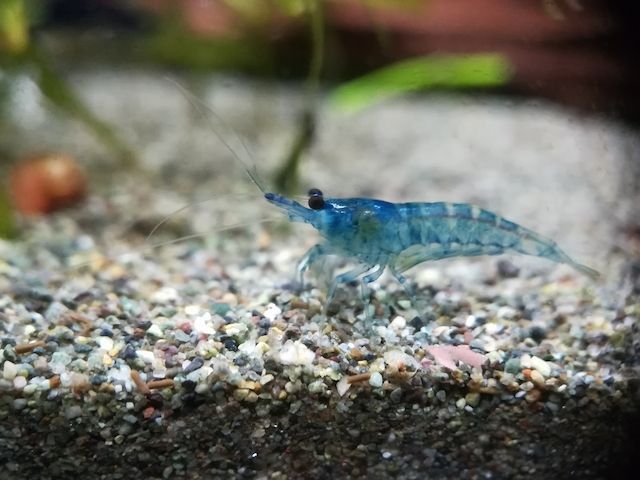 Blue Jelly Garnelen (Neocaridina davidi) hellblau 10 St = 15€