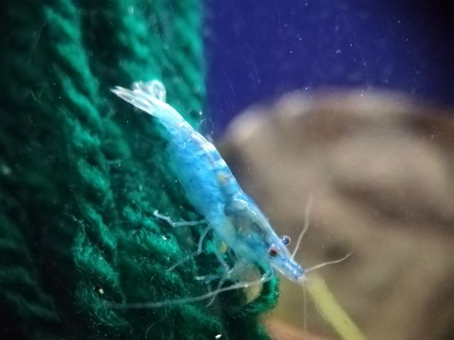 Blue Jelly Garnelen (Neocaridina davidi) hellblau 10 St = 15€