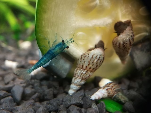 Blue Jelly Garnelen (Neocaridina davidi) hellblau 10 St = 15€