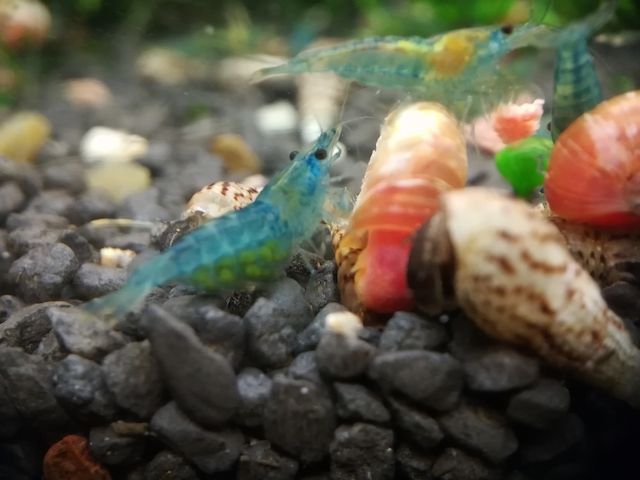 Blue Jelly Garnelen (Neocaridina davidi) hellblau 10 St = 15€