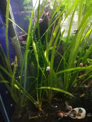 Schraubenvallisnerie (Vallisneria spiralis) Versand möglich