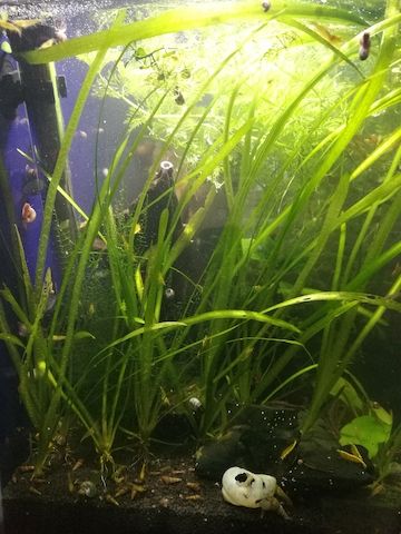 Schraubenvallisnerie (Vallisneria spiralis) Versand möglich