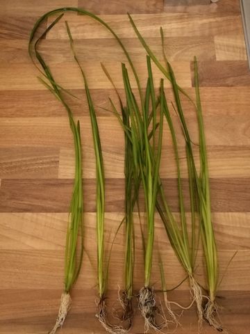 Schraubenvallisnerie (Vallisneria spiralis) Versand möglich