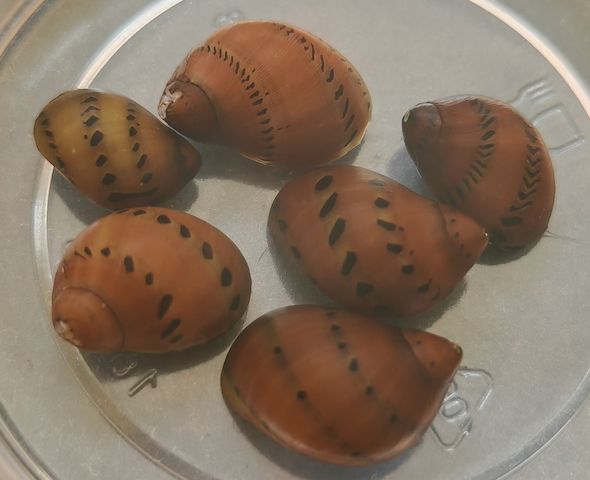 Orange Track Gepunktete Rennschnecke