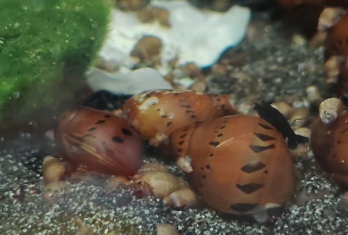 Orange Track Gepunktete Rennschnecke