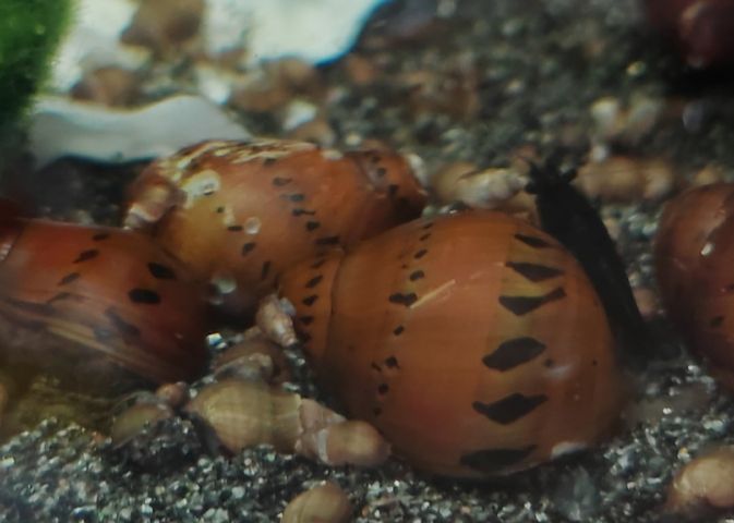 Orange Track Gepunktete Rennschnecke