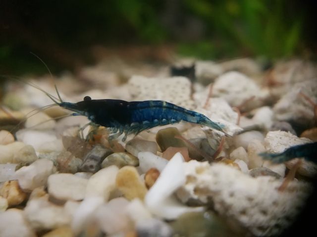 gut gefärbte Blue Dream Garnelen Neocaridina davidi blau