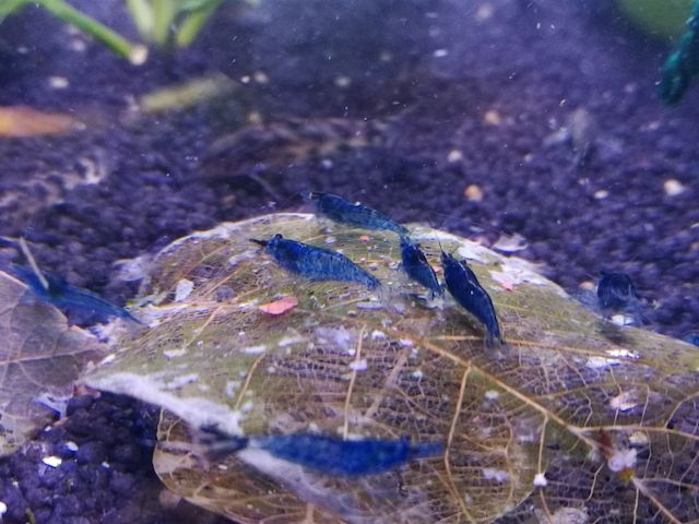 gut gefärbte Blue Dream Garnelen Neocaridina davidi blau