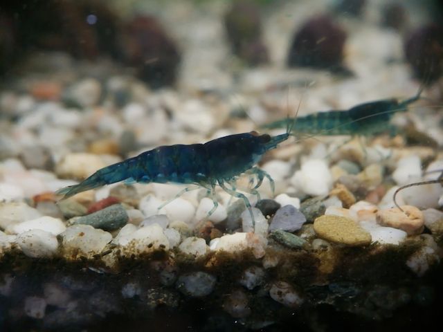 gut gefärbte Blue Dream Garnelen Neocaridina davidi blau