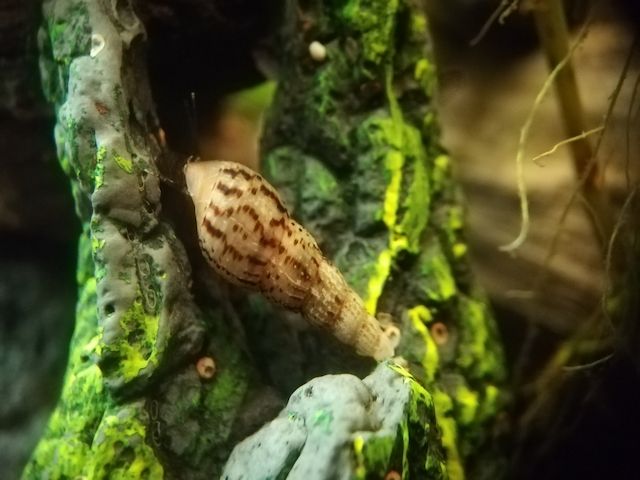 Turmdeckelschnecken, Mokka, Spiky, Nadelkronen, Nöppi,...