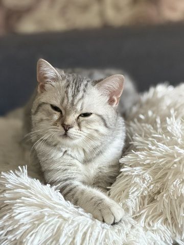 Süße Britisch Kurzhaar Katze, 5 Monate