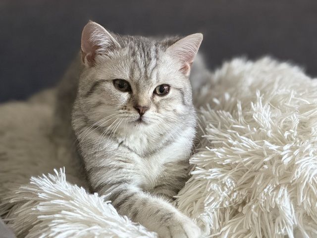 Süße Britisch Kurzhaar Katze, 5 Monate