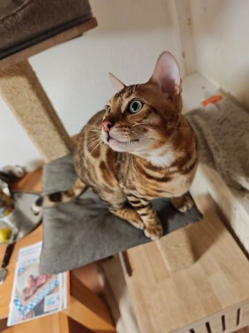 Bengal Kitten Bengalkatze Brown Rosetted Kater