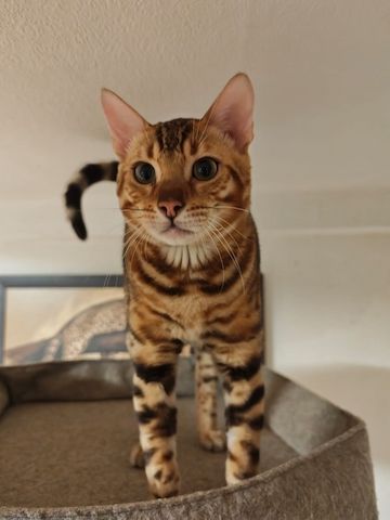 Bengal Kitten Bengalkatze Brown Rosetted Kater