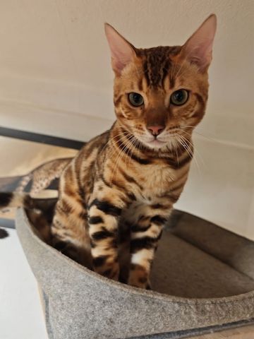 Bengal Kitten Bengalkatze Brown Rosetted Kater