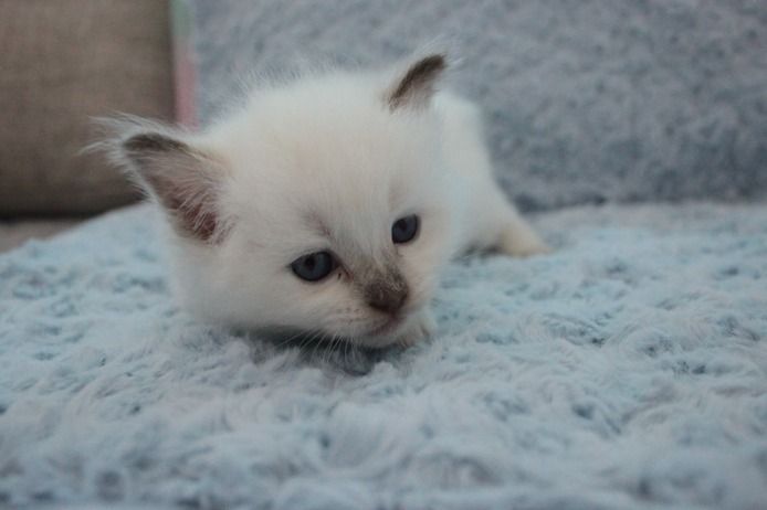 Ragdoll Kitten mit Stammbaum von Züchter