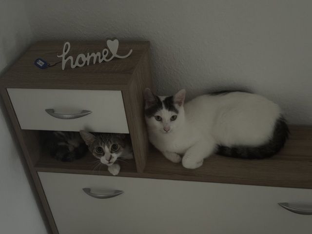 Verkaufe meine beiden Katzen