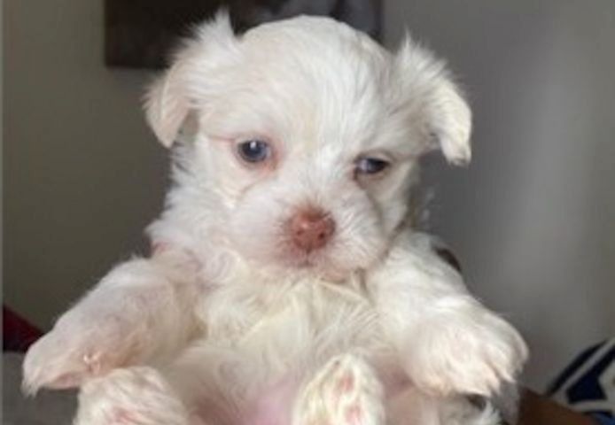 Süße Malteser-Bichon-Welpen verfügbar