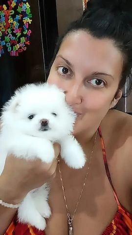 Pomeranian-Welpen zur Vermittlung verfügbar.,,