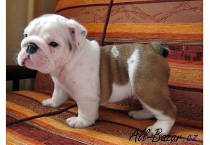 Englische Bulldoggenwelpen zu adoptieren
