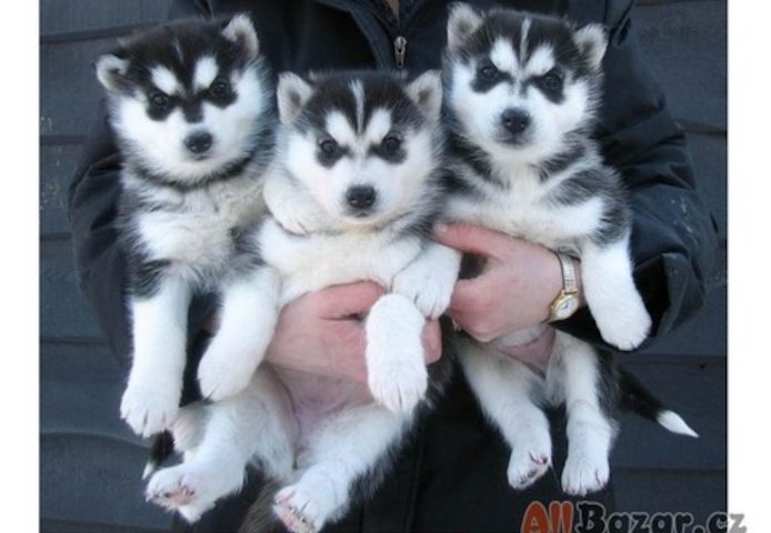 Liebliche Siberian-Husky-Welpen zu vermitteln