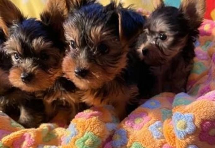 Miniatur-Yorkie-Welpen