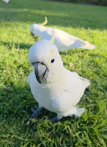 🦜 Kakadu sucht ein liebevolles Zuhause