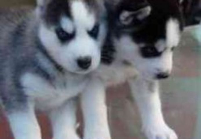 Husky-Welpen