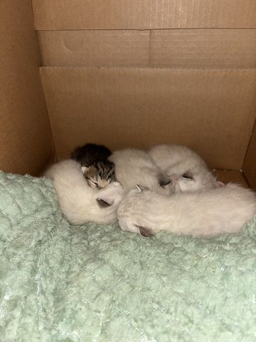 Baby kitten suchen liebevolles zu Hause